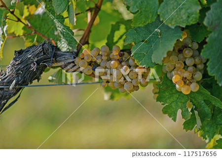 Ripe wine grapes hanging on vine in grape leaves. Close-up bunch of white green grape growing in vineyard. Autumn harvest of grapes. Grapes cultivation for the production of wine Ripe wine grapes hanging on vine in grape leaves. Close-up bunch of white green grape growing in vineyard. Autumn harvest of grapes. Grapes cultivation for the production of wine 117517656