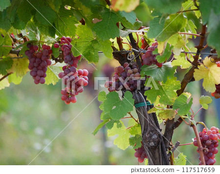 Ripe wine grapes hanging on vine in grape leaves. Close-up bunch of red blue grape growing in vineyard. Autumn harvest of grapes. Grapes cultivation for the production of wine Ripe wine grapes hanging on vine in grape leaves. Close-up bunch of red blue grape growing in vineyard. Autumn harvest of grapes. Grapes cultivation for the production of wine 117517659