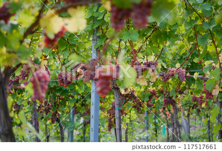 Ripe wine grapes hanging on vine in grape leaves. Close-up bunch of red blue grape growing in vineyard. Autumn harvest of grapes. Grapes cultivation for the production of wine Ripe wine grapes hanging on vine in grape leaves. Close-up bunch of red blue grape growing in vineyard. Autumn harvest of grapes. Grapes cultivation for the production of wine 117517661