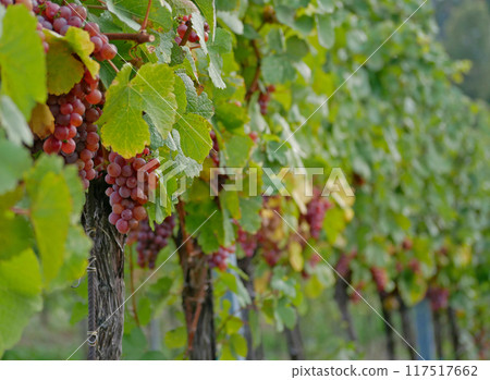 Ripe wine grapes hanging on vine in grape leaves. Close-up bunch of red blue grape growing in vineyard. Autumn harvest of grapes. Grapes cultivation for the production of wine 117517662
