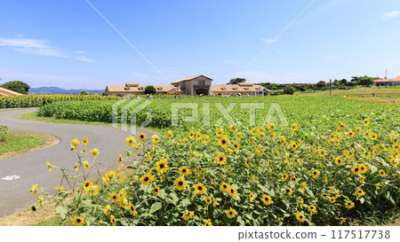 太陽山的夏天（向日葵田等） 117517738