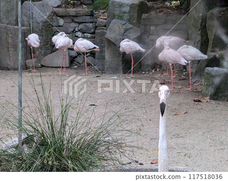 A group of flamingos standing in the water. Pink flamingos fish in polluted water 117518036