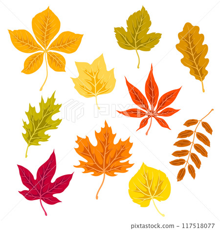 Set of autumn leaves. Illustration of various foliage. 117518077