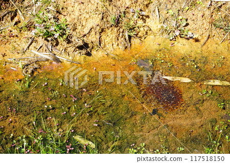 Eggs in water Eggs in water 117518150