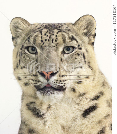 Portrait of an adult snow leopard isolated on a white background 117518164