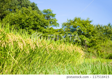 收穫前的農村稻田 收穫前的農村稻田 117518415
