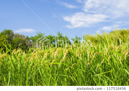 Pre-harvest rice and a refreshing blue sky 117518436
