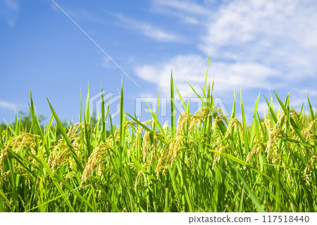 Pre-harvest rice and a refreshing blue sky Pre-harvest rice and a refreshing blue sky 117518440