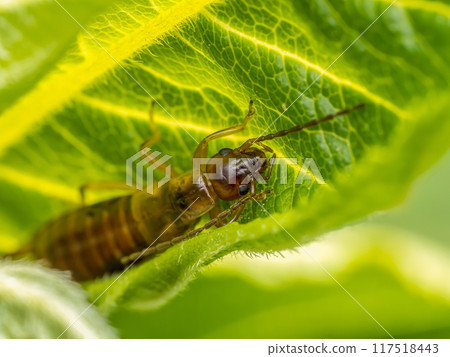 Common earwig hiding in the plant leaf 117518443