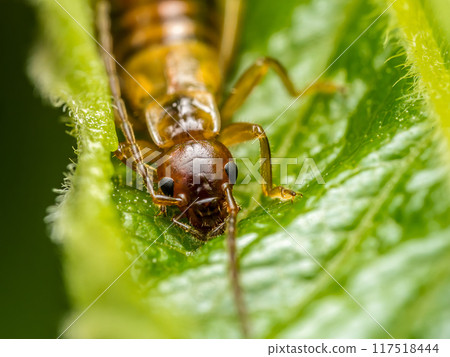 Common earwig hiding in the plant leaf 117518444