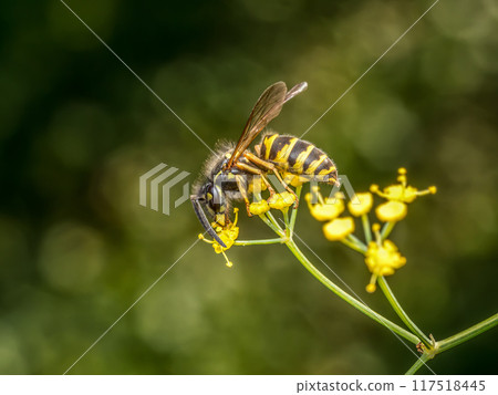 Wasp sitting on wild yellow flower Wasp sitting on wild yellow flower 117518445