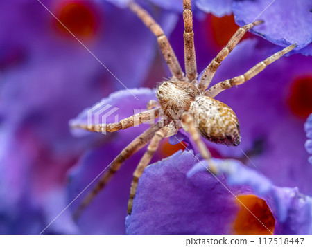 Turf Running Spider among violet flower petals Turf Running Spider among violet flower petals 117518447
