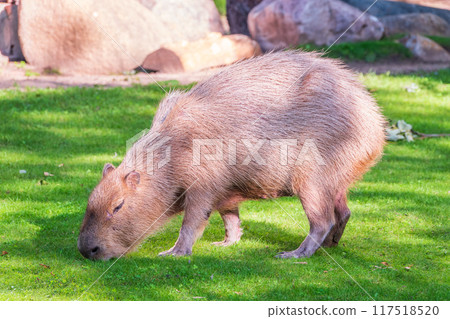A large capybara walks on the green grass in the park A large capybara walks on the green grass in the park 117518520