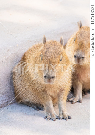 Three capybara in the park 117518521