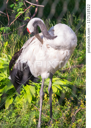 Red-crowned crane (Grus japonensis), also known as the Japanese crane or Manchurian crane. 117518522