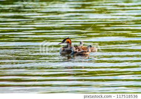 The waterfowl bird, great crested grebe with chick, swimming in the lake. 117518536