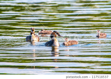 The waterfowl bird, great crested grebe with chick, swimming in the lake. 117518537