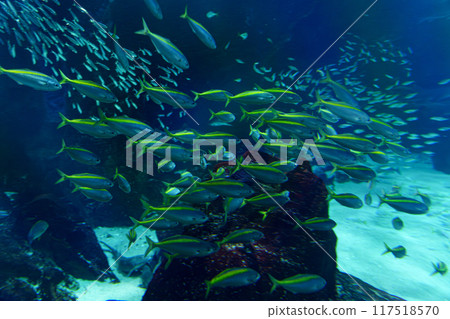 A group of Tacabe 117518570