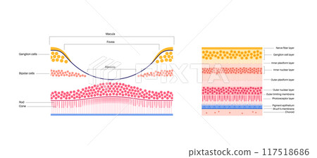 Macula fovea and foveola 117518686