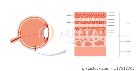 Retina structure poster Retina structure poster 117518702