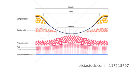 Macula fovea and foveola 117518707