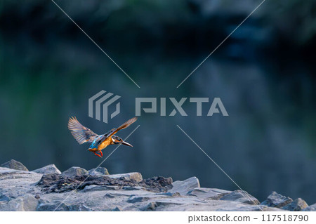 Jade flying away 117518790