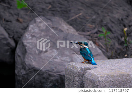 A riverside kingfisher 117518797