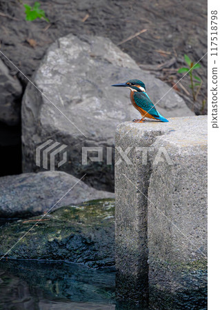 瞄準魚的翠鳥 瞄準魚的翠鳥 117518798