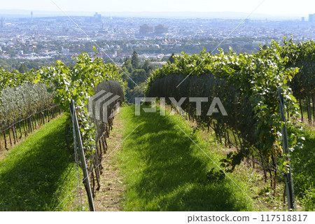 Vineyard rows during harvest season against the backdrop of the city Vienna panorama. Grapes cultivation for the production of wine in vineyards in Vienna, Kahlenberg mountain Vineyard rows during harvest season against the backdrop of the city Vienna panorama. Grapes cultivation for the production of wine in vineyards in Vienna, Kahlenberg mountain 117518817