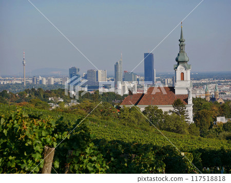 Vineyard rows during harvest season against the backdrop of the church panorama. Grapes cultivation for the production of wine in vineyards in Vienna, Kahlenberg mountain 117518818