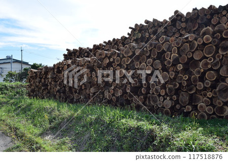 A large number of stacked logs 117518876