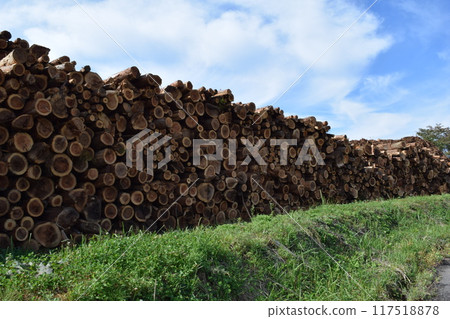 A large number of stacked logs 117518878