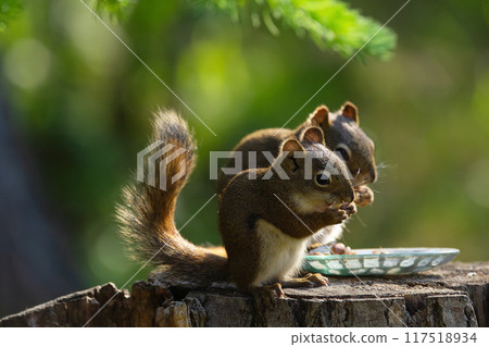 Mother and a baby of American red squirrel are sitting on the stump and eating peanuts at the feeder in the park in summer. Mother and a baby of American red squirrel are sitting on the stump and eating peanuts at the feeder in the park in summer. 117518934
