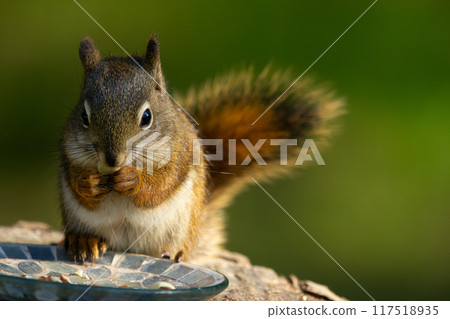 Little American red squirrel is sitting on the stump and eating peanuts from the feeder in the garden in summer. 117518935
