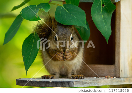 Cute little American red squirrel is sitting at the feeder and eating nuts under the branch of the tree in summer garden. 117518936