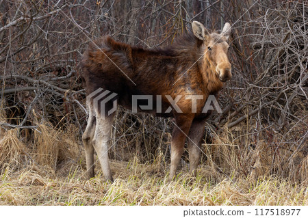 Female moose is standing in the forest of bare trees and bushes, dry grass in early spring. Molted fur. Female moose is standing in the forest of bare trees and bushes, dry grass in early spring. Molted fur. 117518977