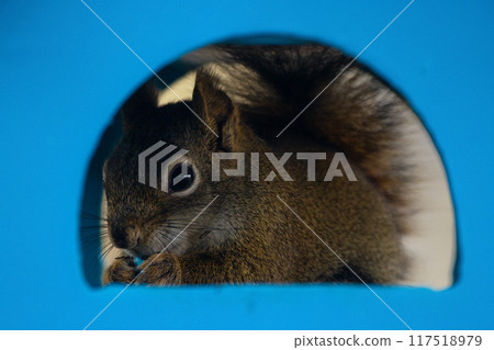 Cute American red squirrel is sitting in a blue birdfeeder and eating seeds looking through the window. 117518979