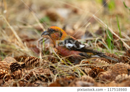 Bright and beautiful White-winged crossbill is sitting on the pile of cones on the ground in the forest in spring. Bright and beautiful White-winged crossbill is sitting on the pile of cones on the ground in the forest in spring. 117518980