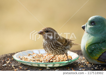 Female Purple finch is standing on the stump with a plate and decoration bird in the backyard and eating seeds. Female Purple finch is standing on the stump with a plate and decoration bird in the backyard and eating seeds. 117518982
