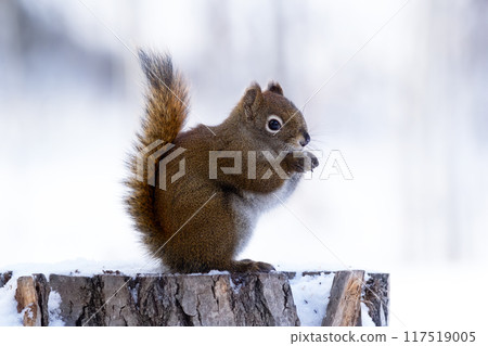 Feeding a cute American red squirrel in cold winter, it's sitting and eating on a stump in the backyard. Feeding a cute American red squirrel in cold winter, it's sitting and eating on a stump in the backyard. 117519005