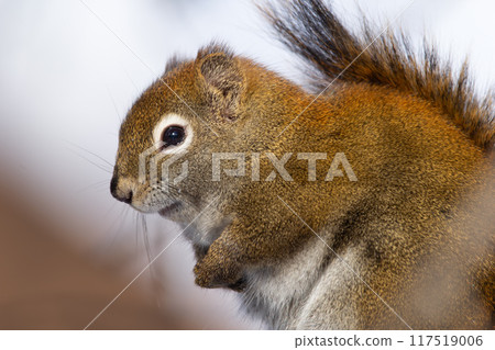 Fluffy American red squirrel is looking serious, sitting on the spruce tree branch in spring day. 117519006