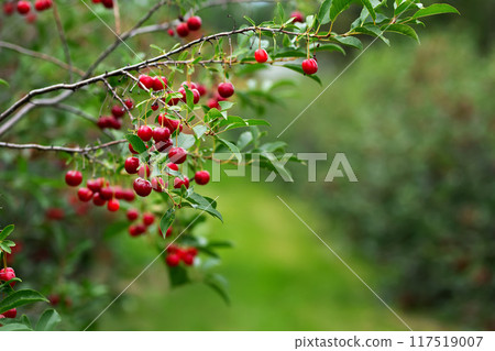 Branch of sour cherry tree in the row f the orchard with clusters of ripe juicy red berries and green foliage. 117519007