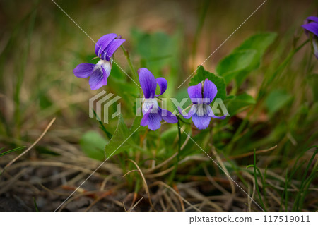 First blooming wildflowers in spring - bush of blue violets with green leaves on the ground among dry grass. First blooming wildflowers in spring - bush of blue violets with green leaves on the ground among dry grass. 117519011
