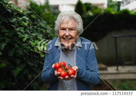 Proud elderly woman shows off her own tomato harvest. She holds ripe red tomatoes in her hands, freshly picked from the garden. 117519337