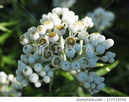 雅馬哈盒子捕捉清晨的陽光 雅馬哈盒子捕捉清晨的陽光 117519548