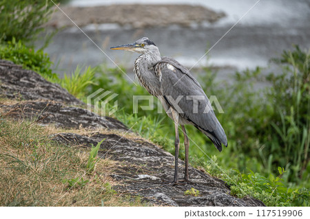 灰鷺 117519906