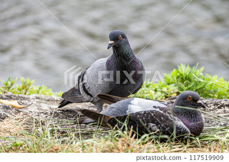 鴿子 117519909