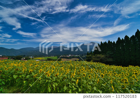 高千穗農場向日葵R6年 高千穗農場向日葵R6年 117520183