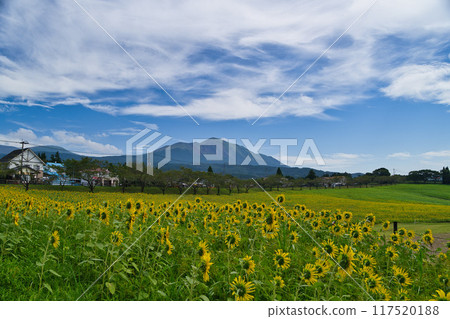 高千穗農場向日葵R6年 高千穗農場向日葵R6年 117520188