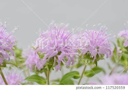 Pink monarda flowers 117520359